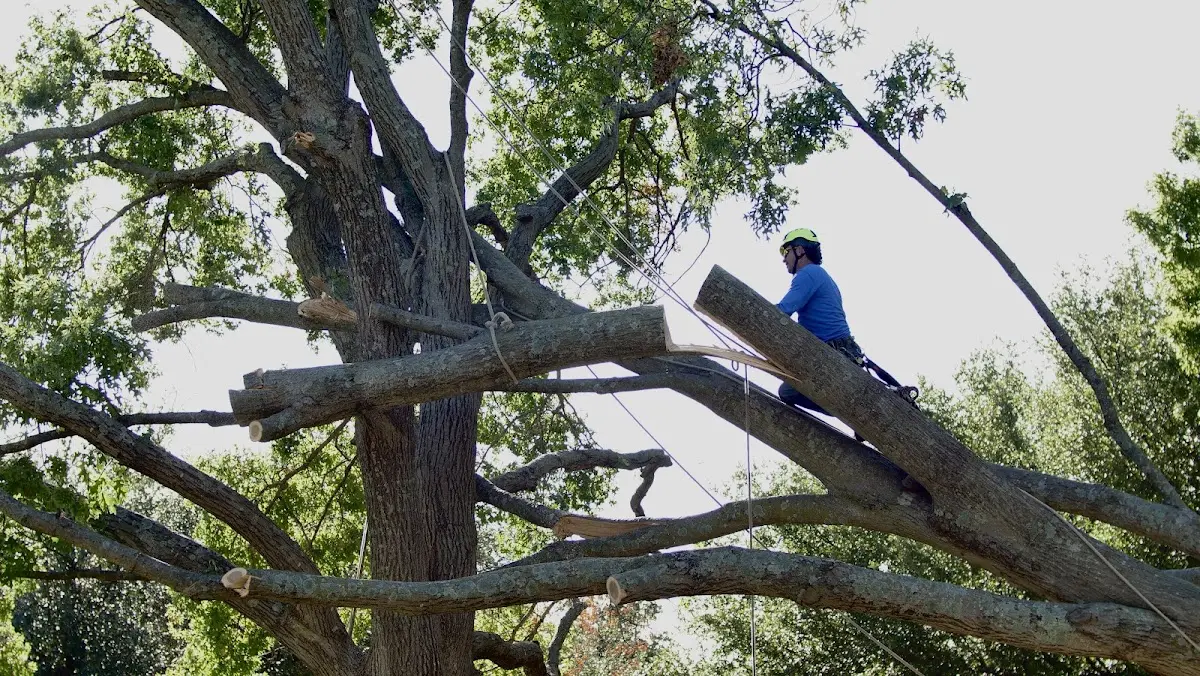 Professional Crown Thinning performed by certified arborists in Vilas