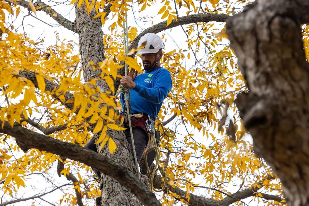 Skilled Tree Transplanting crew working in Vilas